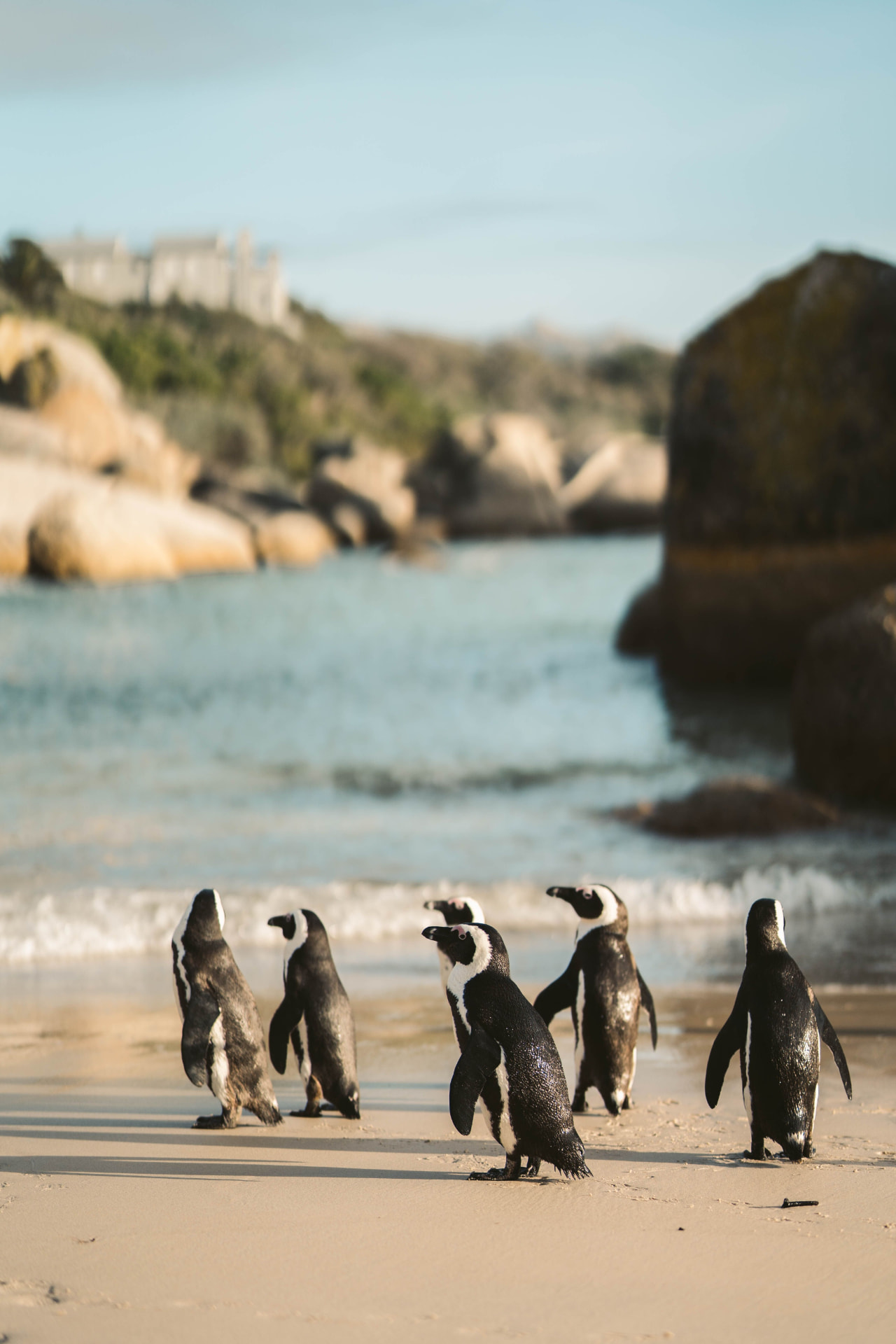 African penguins walking along a Cape beach
